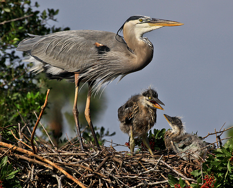 Marco Island 2012 5767 Heron Guarding Chicks   P O'Malley